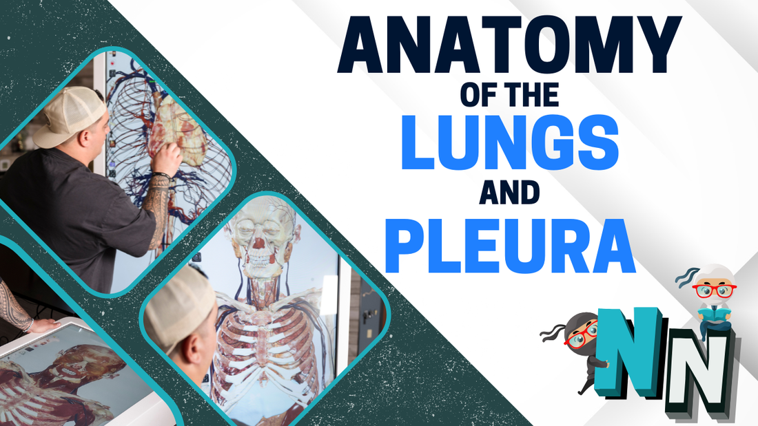 Anatomy of lungs and pleura with digital diagrams and instructor pointing at lung model